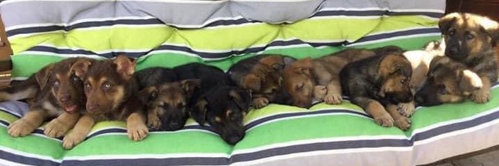 GuideDog Pup ‘Kel’ banner
