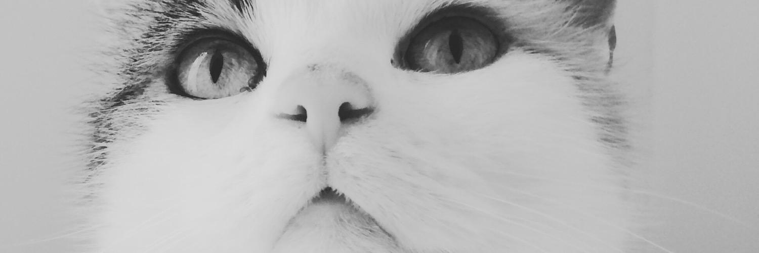 Rainton Gate Cattery banner