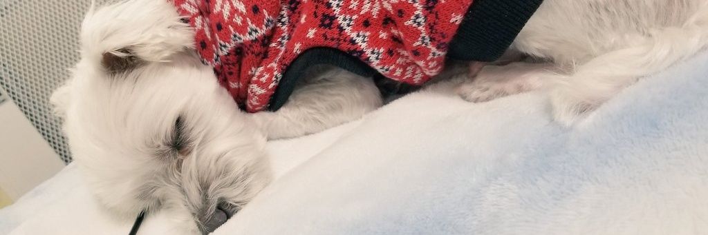 CIЯCUS🐾MHNow&ワイルズ banner