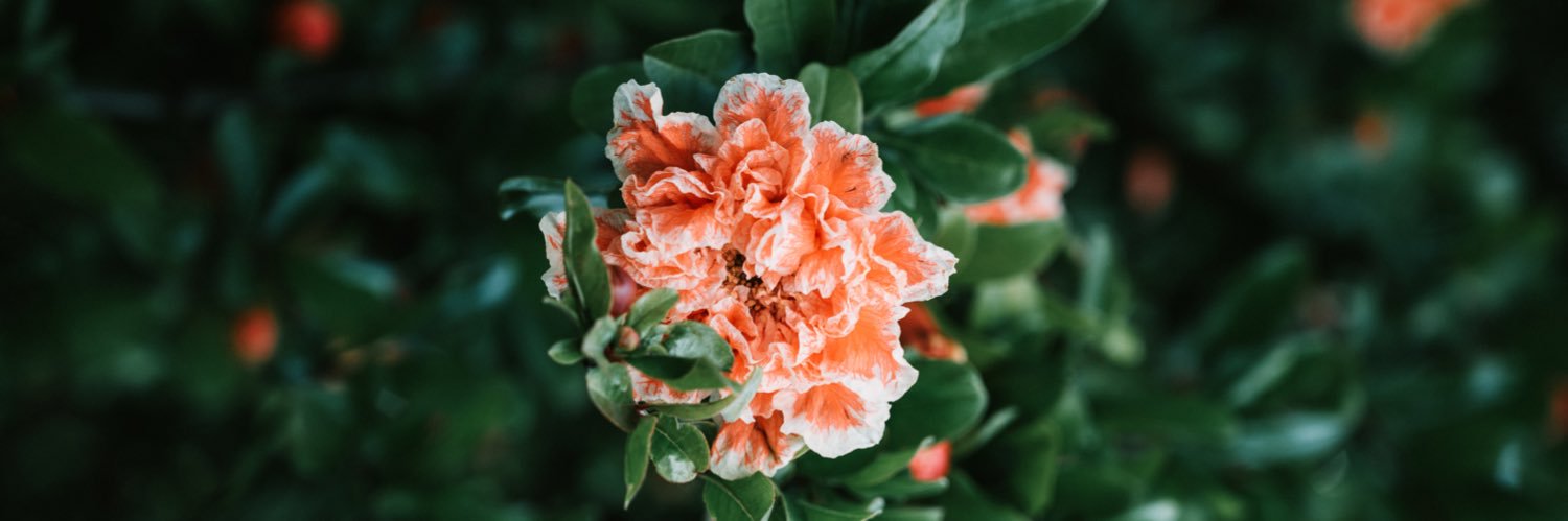 Matt Oberholzer banner