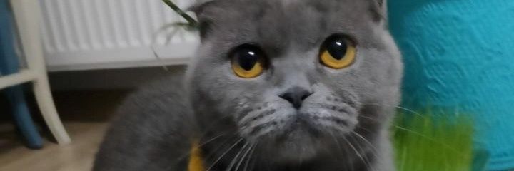 Ozefi1's profile banner image