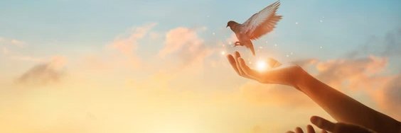 P.E.A.C.E ✌️✌️ banner