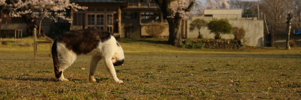 shiya0512's profile banner image