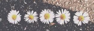 ziamedbws's profile banner image