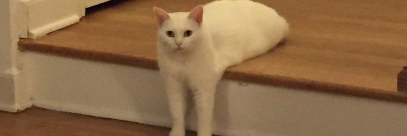 Sam banner
