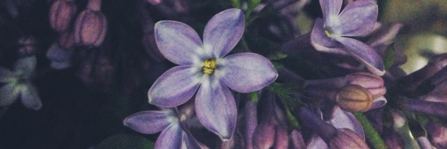 ShmelevaIrina's profile banner image
