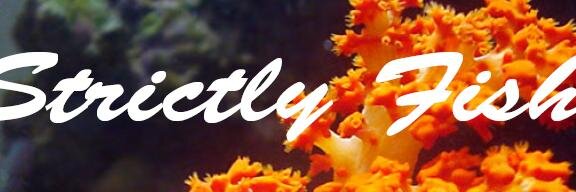 Strictly_Fish's profile banner image