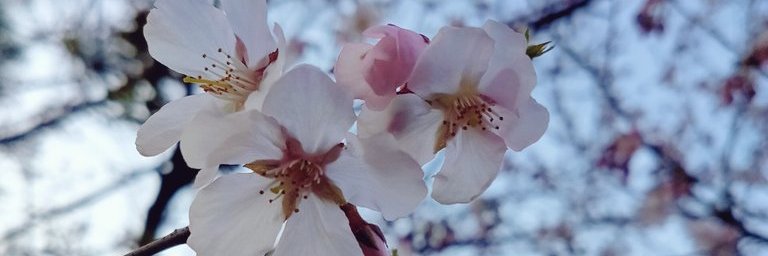 polymeripo's profile banner image