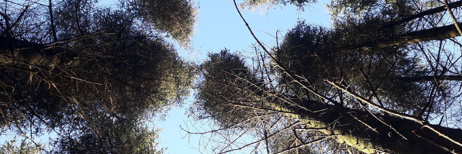 Rachel Graham banner