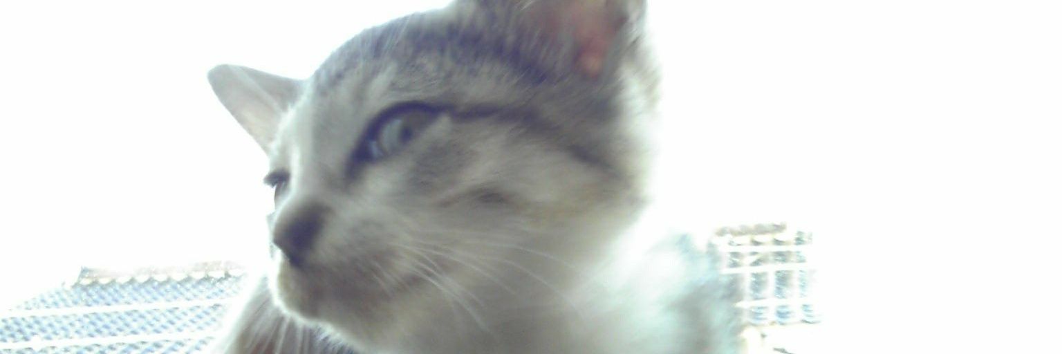 zaiyaneko's profile banner image