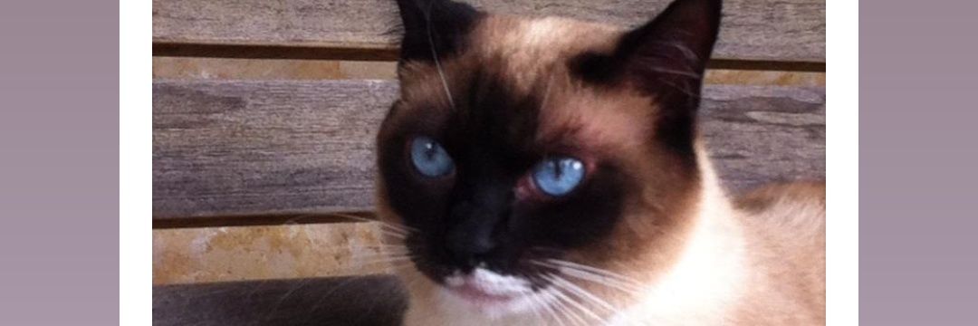 calvinkitty's profile banner image