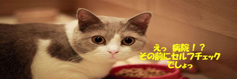nekohospital's profile banner image