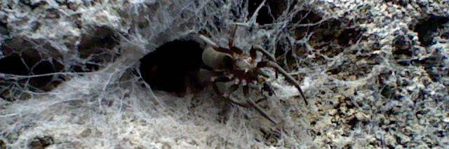 Daniel Arévalo banner