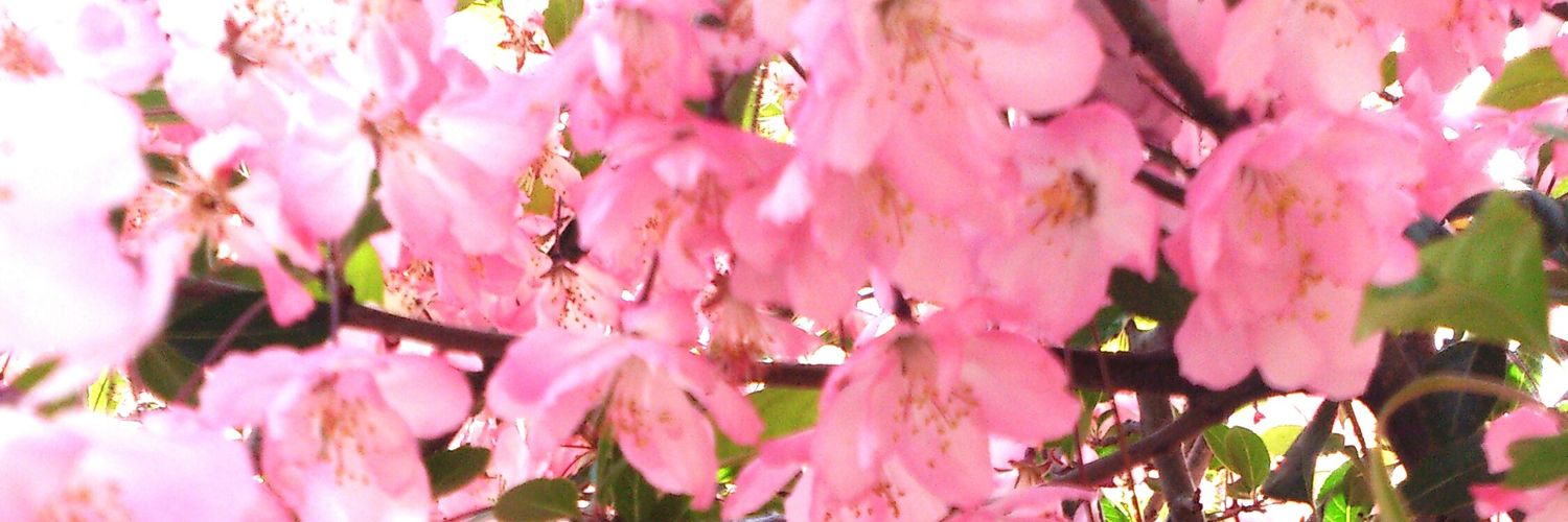 header image