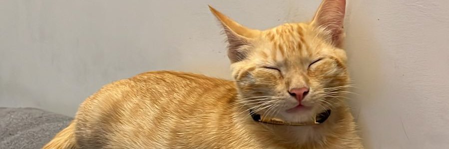 feferreirap's profile banner image
