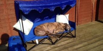Brindle_bruv's profile banner image