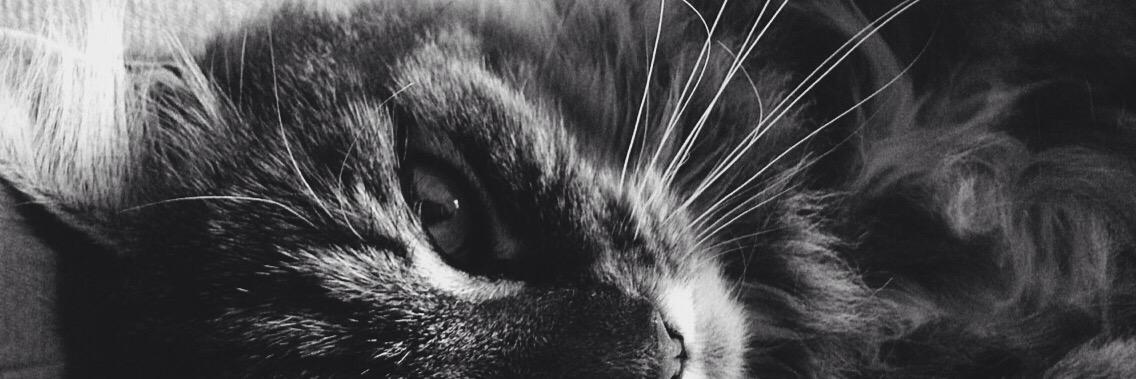Sofierem's profile banner image