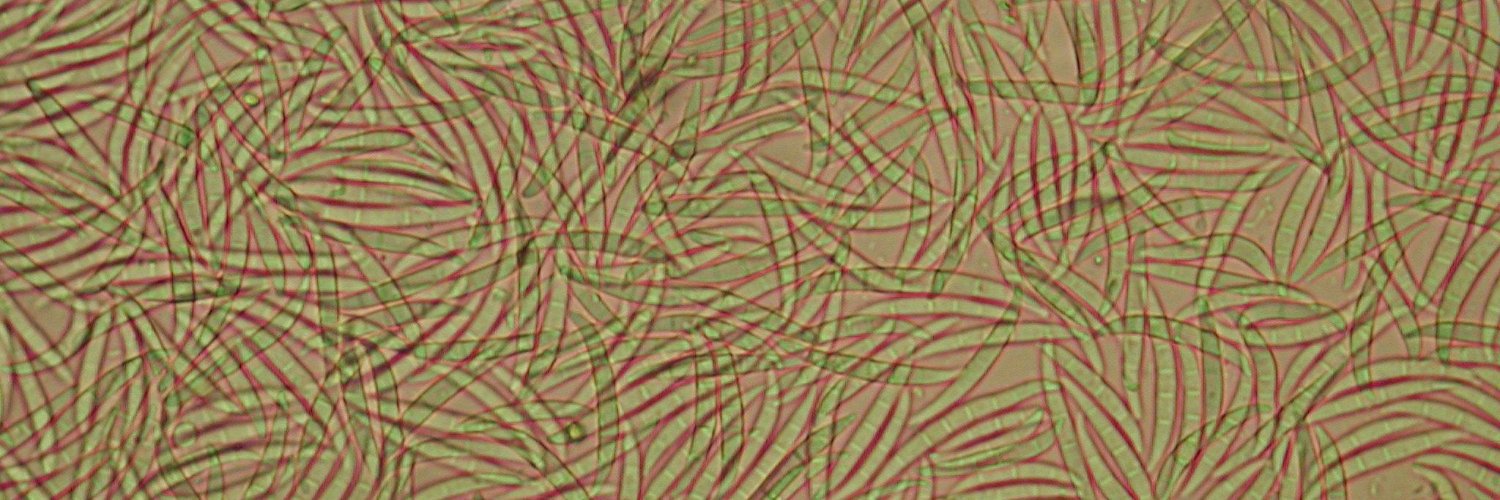 TreePathologist's profile banner image