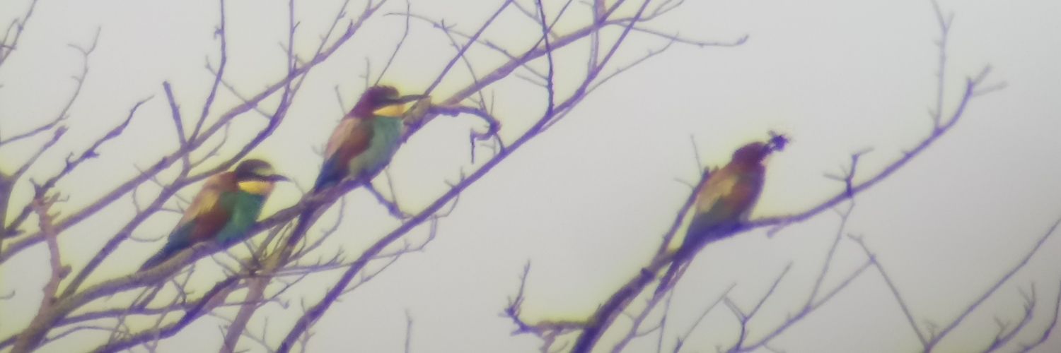 battybirder's profile banner image