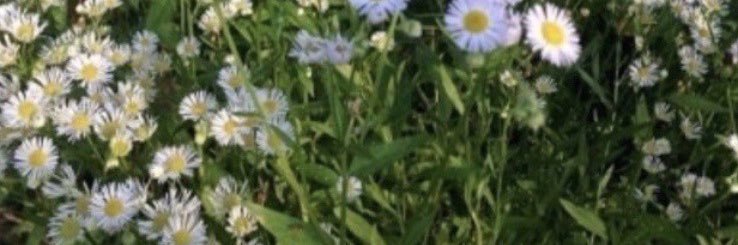 weasleyshug's profile banner image