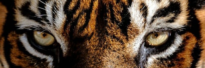 pksharma09's profile banner image