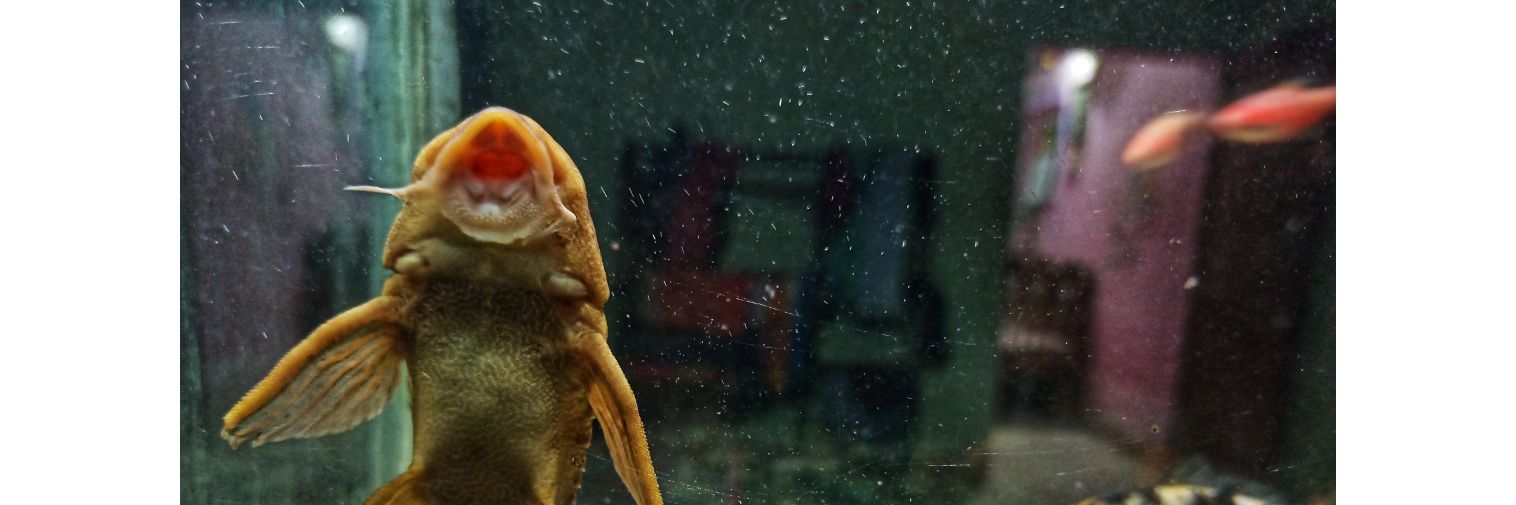punitbeura's profile banner image