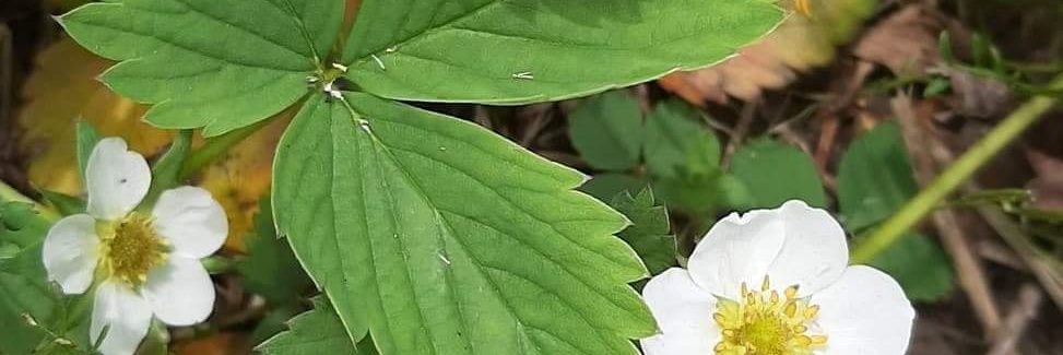 ozstepha's profile banner image