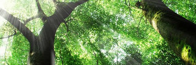 ecoso3's profile banner image