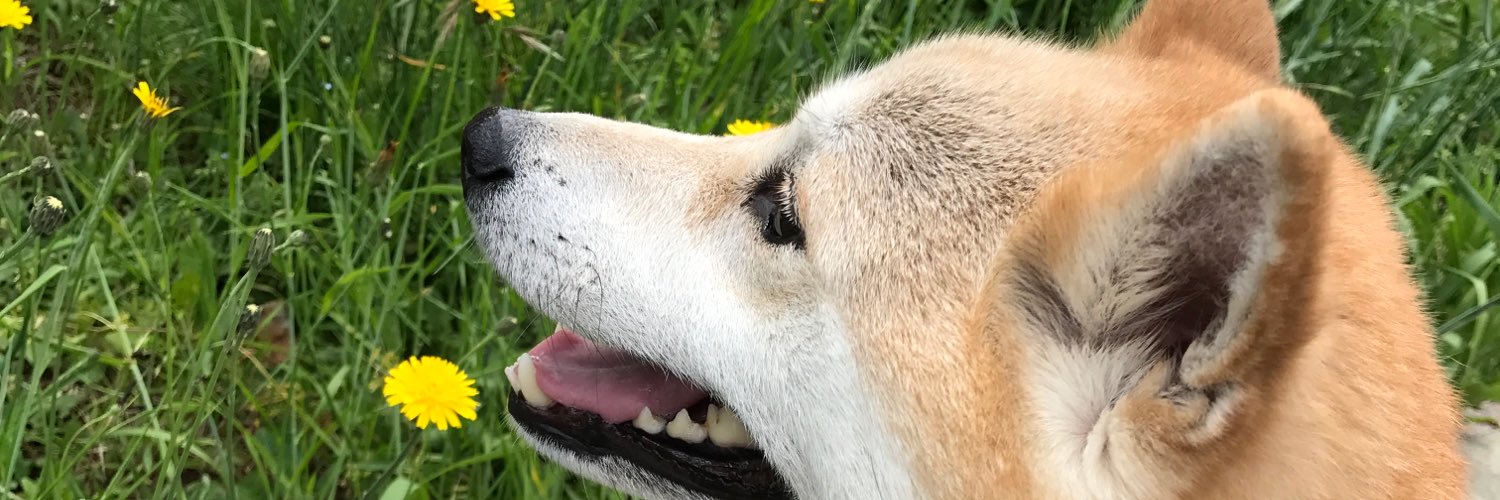samiadon's profile banner image