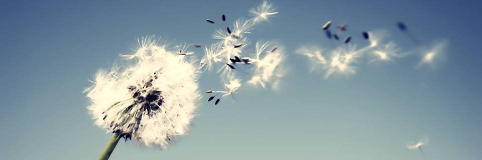 Me. I Am Petals..'s banner