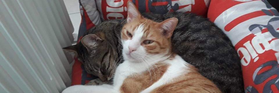 juliamallol's profile banner image