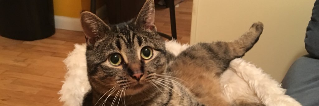 GrantGrossman's profile banner image