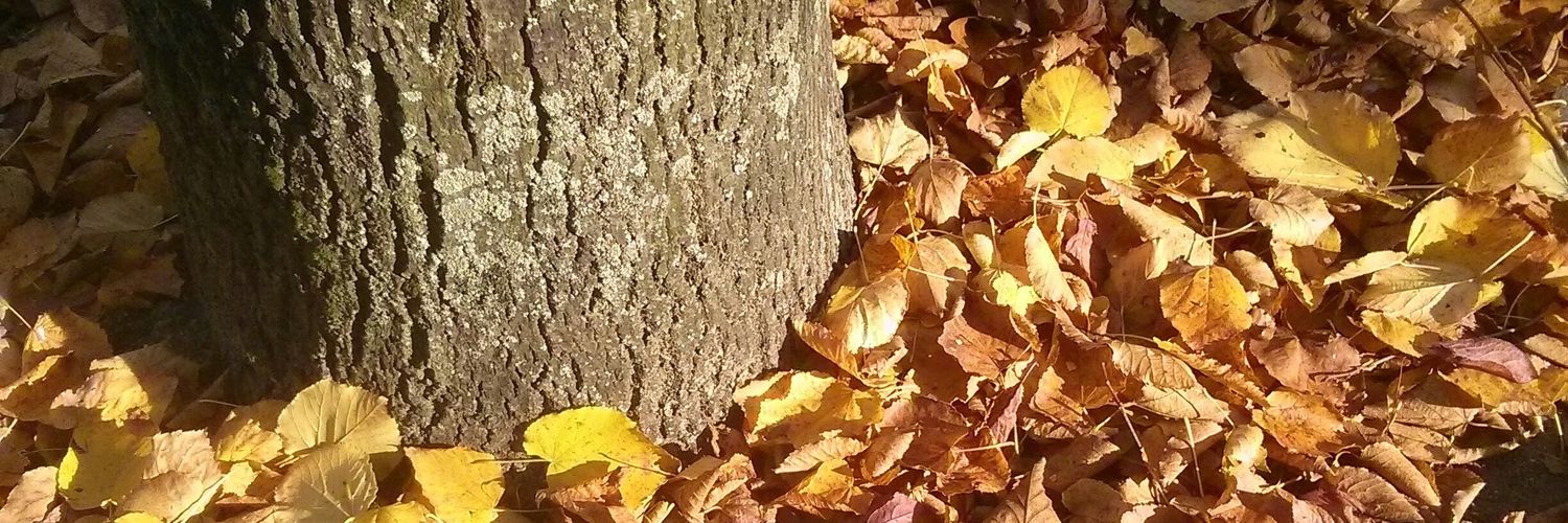 🦉 Florence Villeneuve 🍂 banner