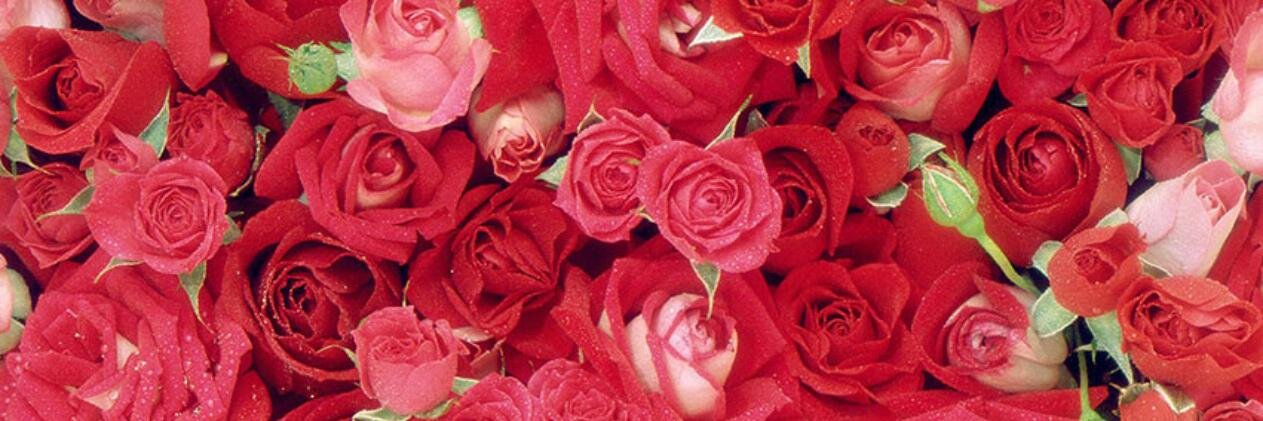 giu_lor's profile banner image