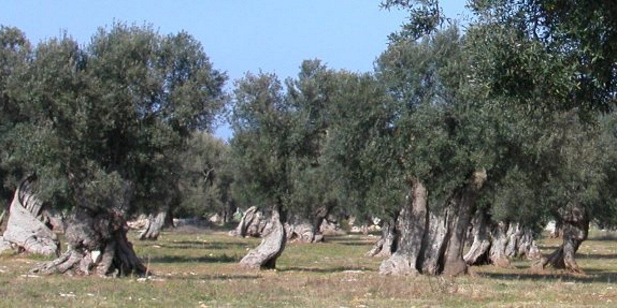 Francesco D'Eredità banner