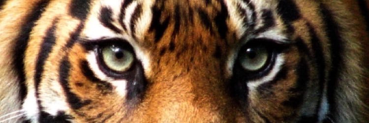 Karly Adams banner