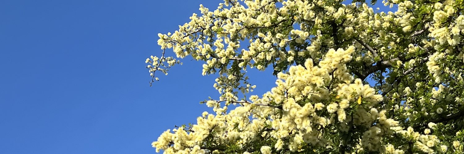 ilianbv's profile banner image
