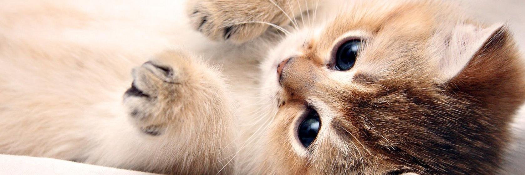 miaoustache's profile banner image