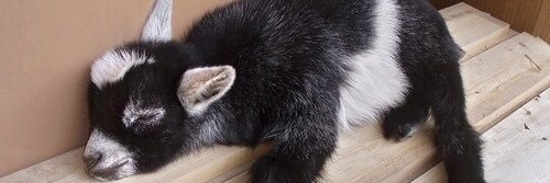 yevrahelleinad's profile banner image