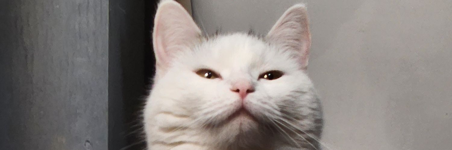 Timhumpernickle's profile banner image