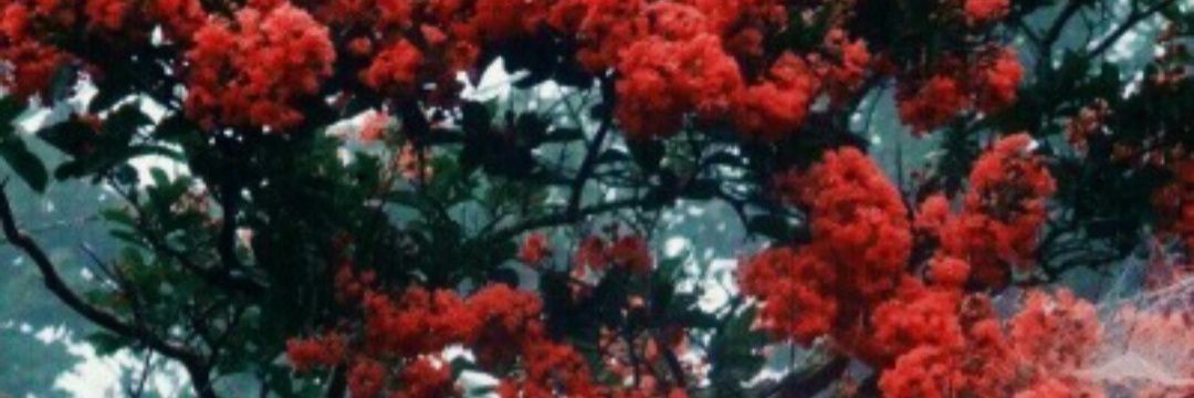 FedeNoblia's profile banner image