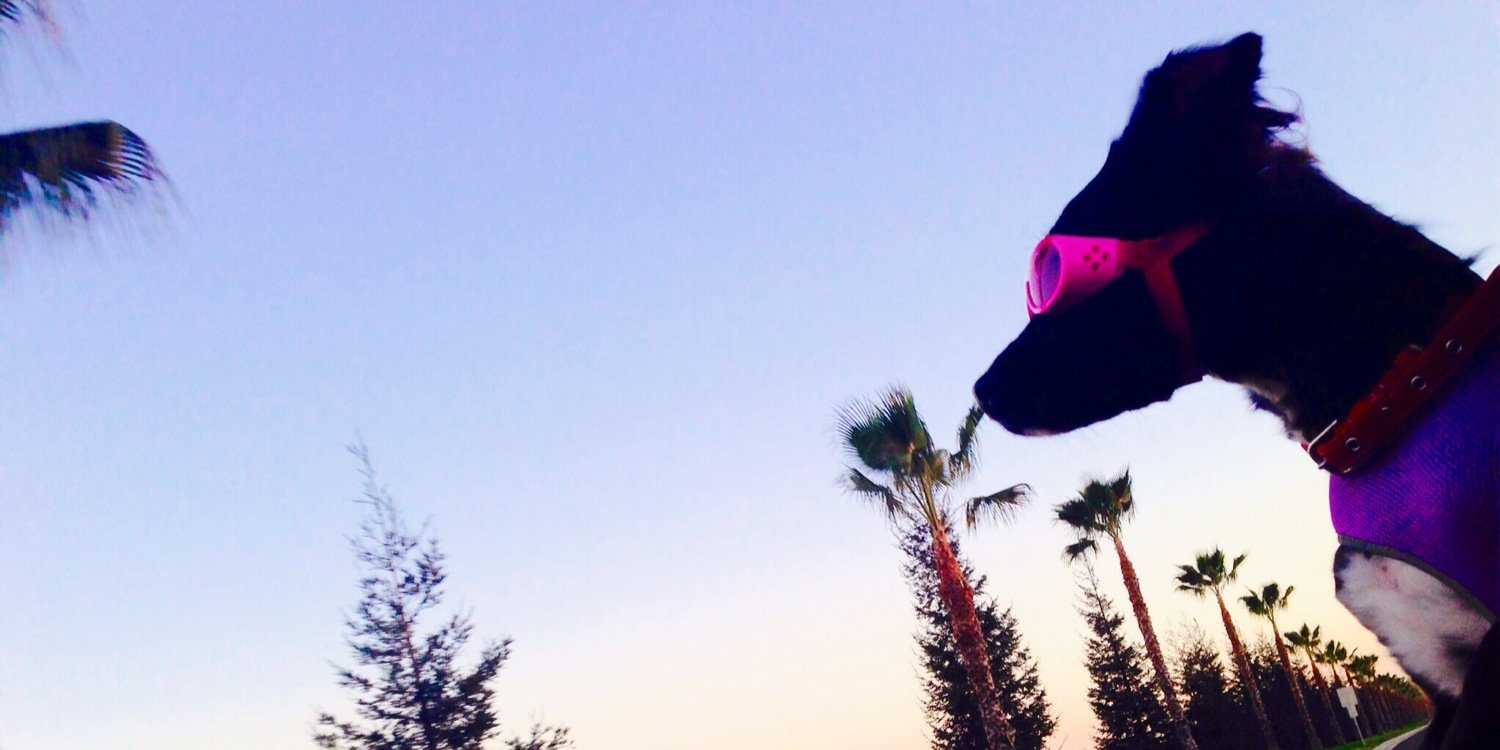 HallyBean's profile banner image