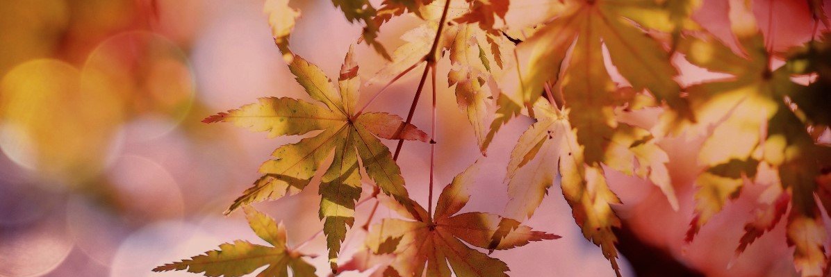 National Lymphedema Network banner