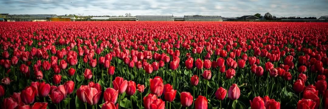 belle_eye's profile banner image