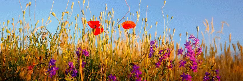 InspiredTimes's profile banner image