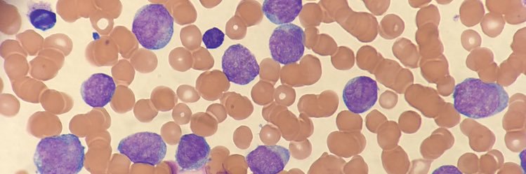 Heather J. Male, MD, MBA banner