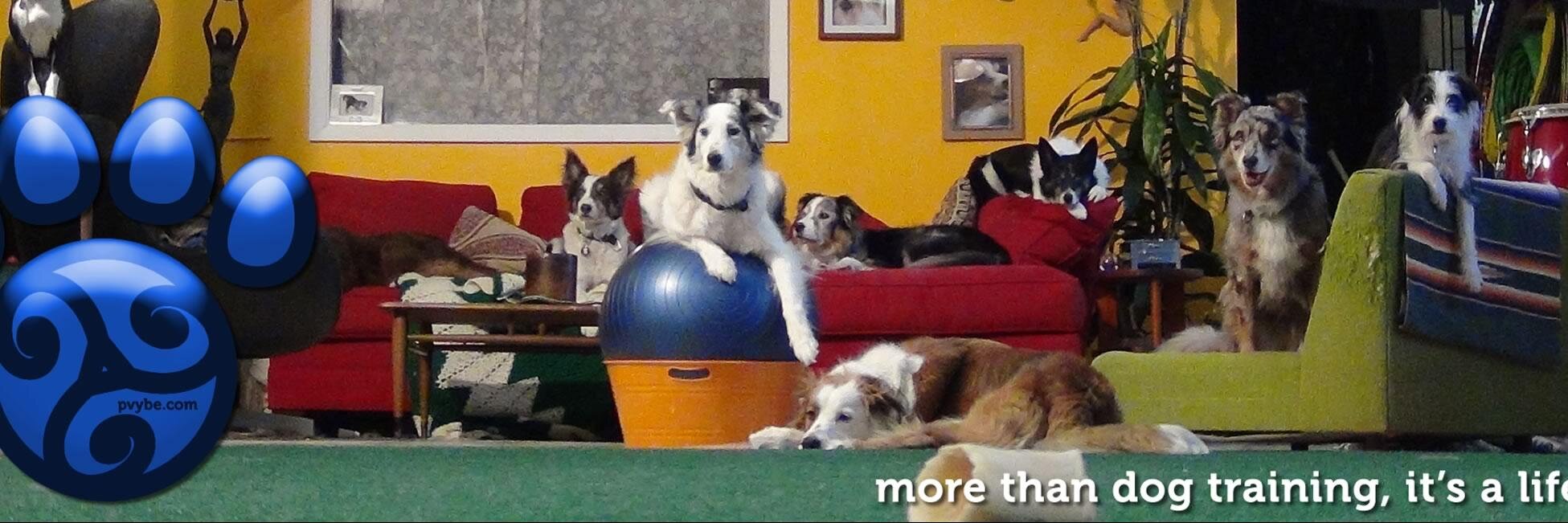 Pawsitive Vybe banner