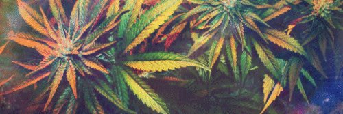 CANNAHERO's profile banner image
