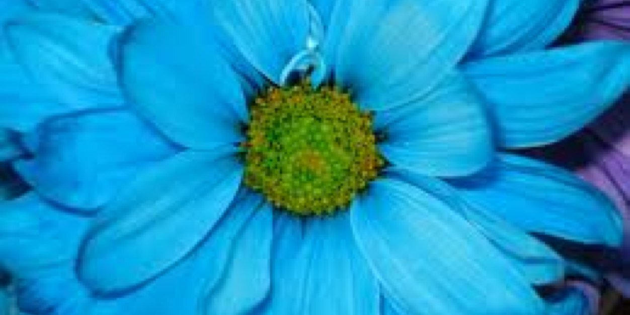 Lisa Robertson banner