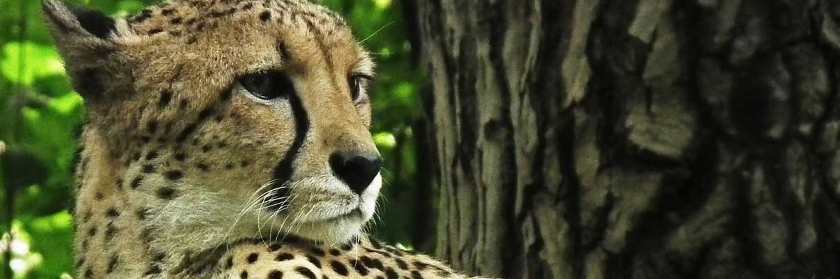 BigCats.com banner